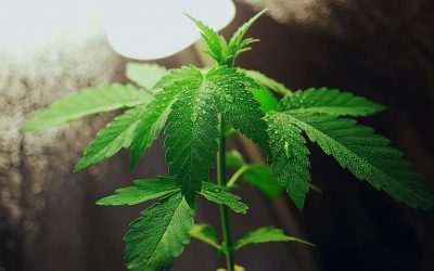 “Chemovar” der korrekte Begriff für unterschiedliche Ausprägungen der Cannabispflanze