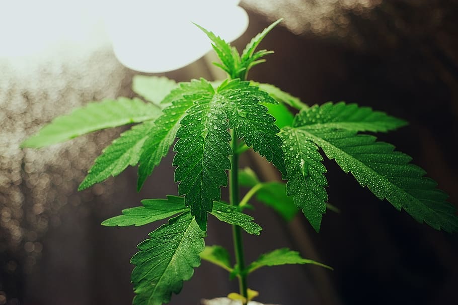 “Chemovar” der korrekte Begriff für unterschiedliche Ausprägungen der Cannabispflanze