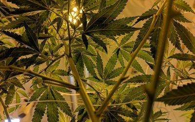 “Cultivar” – Der richtige Begriff, um Cannabissorten zu unterscheiden
