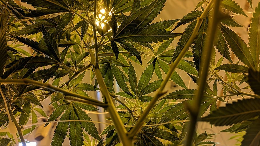 “Cultivar” – Der richtige Begriff, um Cannabissorten zu unterscheiden